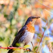 【新版顺势黄金EA】核心是 “趋势识别” 和 “趋势跟随”。-EAHub外汇论坛