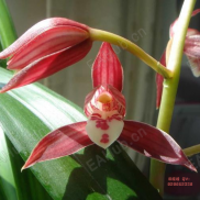 【超级刷单-EA】适合波动行情 单量大 收益高 浮亏合理！-EAHub外汇论坛