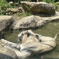 lygzhang的头像