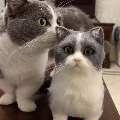 pawmi