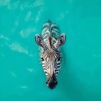laolu的头像