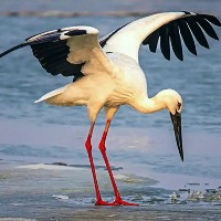 zxr的头像