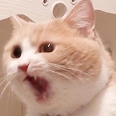 mpkok的头像