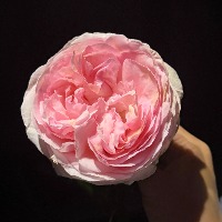 Pomyo的头像