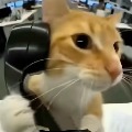 黄皮百香果